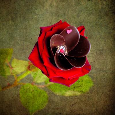 Rose en chocolat, carte postale